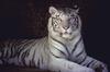 White Tiger