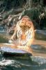 Big Cats : Tiger