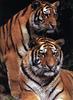 Big Cats : Tigers