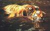 Big Cats : Tigers