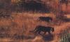 Big Cats : Tigers
