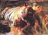 Big Cats : Tigers