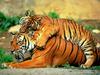 Big Cats : Tigers
