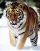 Siberian Tiger