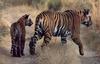 Tigers
