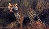Tigers