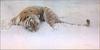 Siberian Tiger