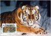 Siberian Tiger (WWF Tiger Postcard)