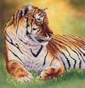 Animal Art : Tiger