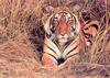 Tiger in weeds