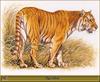 Animal Art : Tiger