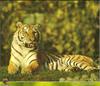 Tiger (Panthera tigris)