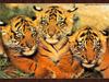 Tiger kittens