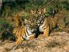 Tiger kittens