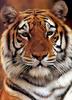 Tiger face