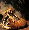 Tiger rompers