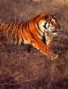 Tigers - mom and kitten
