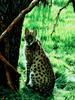 Serval