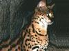 Serval