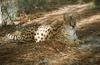 Serval