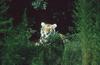 Wildlife on Easy Street - Siberian Tiger