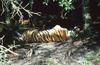 Wildlife on Easy Street - Siberian Tiger