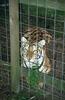 Wildlife on Easy Street - Siberian Tiger