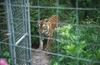 Wildlife on Easy Street - Siberian Tiger