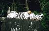 Wildlife on Easy Street - Siberian Tiger