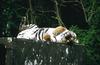 Wildlife on Easy Street - Siberian Tiger