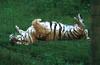 Wildlife on Easy Street - Siberian Tiger