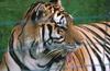 Wildlife on Easy Street - Siberian Tiger