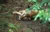 Wildlife on Easy Street - Siberian Tiger