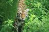 Wildlife on Easy Street - Siberian Tiger