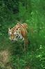 Wildlife on Easy Street - Siberian Tiger