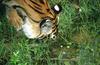 Wildlife on Easy Street - Siberian Tiger