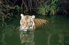 Wildlife on Easy Street - Siberian Tiger