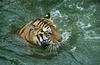 Wildlife on Easy Street - Siberian Tiger
