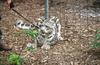Wildlife on Easy Street - Snow Leopard