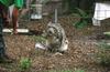Wildlife on Easy Street - Snow Leopard