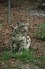 Wildlife on Easy Street - Snow Leopard