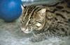 Wildlife on Easy Street - Fishing cat