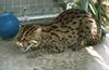 Wildlife on Easy Street - Fishing cat