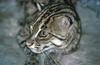 Wildlife on Easy Street - Fishing cat