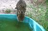 Wildlife on Easy Street - Fishing cat