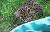 Wildlife on Easy Street - Fishing cat