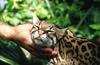 Wildlife on Easy Street - Ocelot