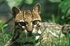 Wildlife on Easy Street - Ocelot