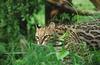 Wildlife on Easy Street - Ocelot