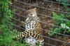 Wildlife on Easy Street - African Spotted Leopard